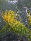 Grevillea Golden Lyre