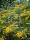 Grevillea Golden Lyre