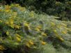 Grevillea Golden Lyre