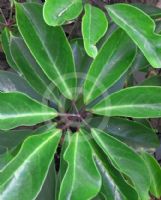 Schefflera bractescens