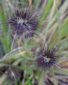 Pennisetum alopecuroides Black Lea