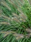 Pennisetum alopecuroides Black Lea