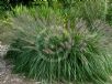 Pennisetum alopecuroides Black Lea