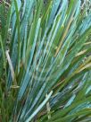 Lomandra glauca Blue Ridge