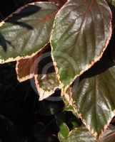 Acalypha wilkesiana Marginata