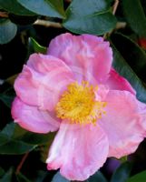 Camellia sasanqua Plantation Pink