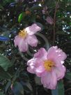 Camellia sasanqua Plantation Pink