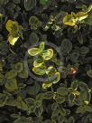Euonymus fortunei Variegatus