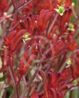 Anigozanthos Bush Fury