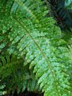 Blechnum discolor