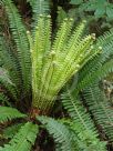 Blechnum discolor