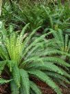 Blechnum discolor