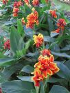 Canna generalis S. Lochner