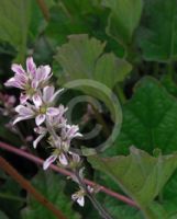 Francoa appendiculata