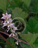 Francoa appendiculata