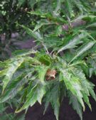 Fagus sylvatica Heterophylla Laciniata