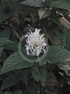 Justicia carnea Alba