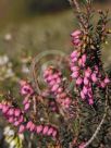 Erica erigena Irish Dusk