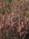 Erica erigena Irish Dusk