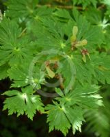 Acer japonicum Aconitifolium