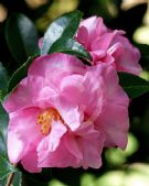 Camellia sasanqua Jennifer Susan