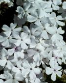 Phlox subulata Alba