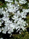 Phlox subulata Alba