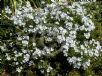 Phlox subulata Alba