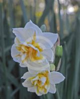 Narcissus Division 4 Romanus