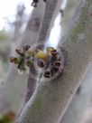 Eucalyptus copulans