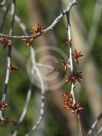 Eucalyptus copulans