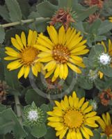 Grindelia stricta venulosa