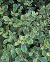 Pittosporum tenuifolium Green Globe