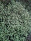 Pittosporum tenuifolium Green Globe