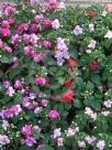 Impatiens walleriana double-flowered