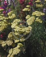 Achillea aegyptiaca taygetea