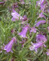 Eremophila oppositifolia