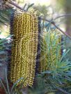 Banksia cunninghamii