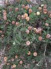 Banksia serrata Pygmy Possum