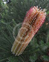 Banksia ericifolia White Candles