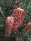 Banksia ericifolia White Candles