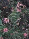 Grevillea semperflorens