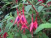 Fuchsia magellanica Gracilis