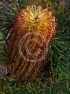 Banksia spinulosa spinulosa Cherry Candles