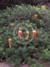 Banksia spinulosa spinulosa Cherry Candles