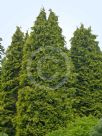 Chamaecyparis lawsoniana Aurea