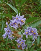 Solanum crispum Glasnevin