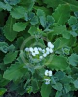 Arabis caucasica Snowcap