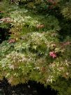 Acer palmatum Shindeshojo