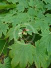 Acer japonicum